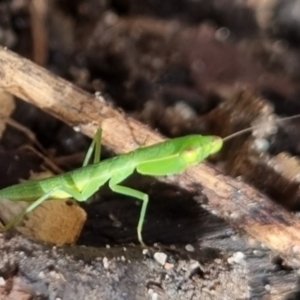 Orthodera (genus) at Burnside, QLD - suppressed