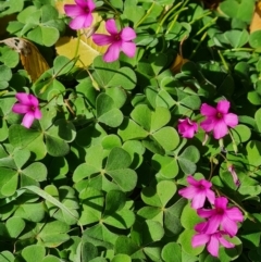 Oxalis articulata (Shamrock) at Molonglo, ACT - 15 May 2024 by WalkYonder