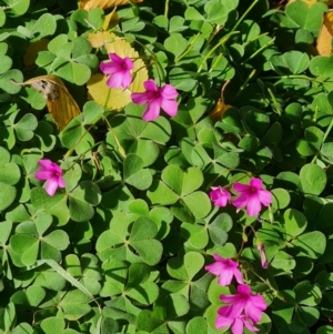 Oxalis articulata at Molonglo River Reserve - 15 May 2024 01:54 PM