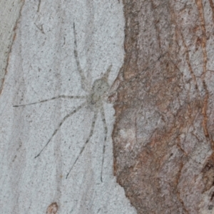 Tamopsis eucalypti at Scullin, ACT - 8 May 2024