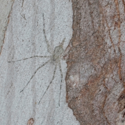 Tamopsis eucalypti (A two-tailed spider) at Scullin, ACT - 8 May 2024 by AlisonMilton