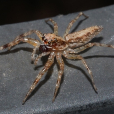 Unidentified Jumping or peacock spider (Salticidae) at Freshwater Creek, VIC - 1 Apr 2023 by WendyEM