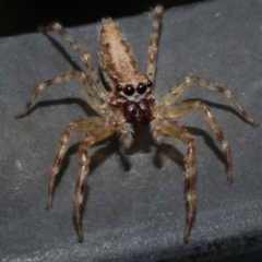 Helpis sp. (genus) at WendyM's farm at Freshwater Ck. - 1 Apr 2023 04:13 PM