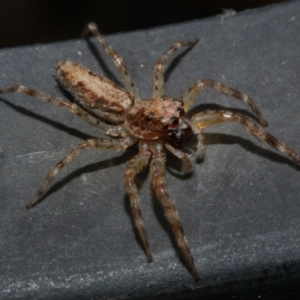 Helpis sp. (genus) at WendyM's farm at Freshwater Ck. - 1 Apr 2023 04:13 PM