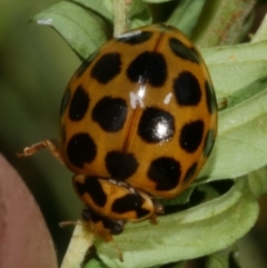 Harmonia conformis (Common Spotted Ladybird) at WendyM's farm at Freshwater Ck. - 31 Mar 2023 by WendyEM