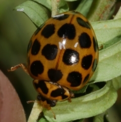 Harmonia conformis (Common Spotted Ladybird) at WendyM's farm at Freshwater Ck. - 1 Apr 2023 by WendyEM