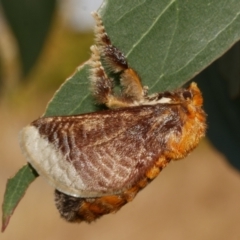 Doratifera oxleyi (Painted Cup Moth) at Freshwater Creek, VIC - 3 Apr 2023 by WendyEM