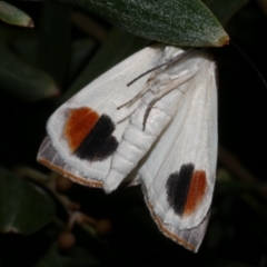 Thalaina selenaea (Orange-rimmed Satin Moth) at WendyM's farm at Freshwater Ck. - 14 Apr 2023 by WendyEM