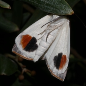 Thalaina selenaea (Orange-rimmed Satin Moth) at WendyM's farm at Freshwater Ck. by WendyEM