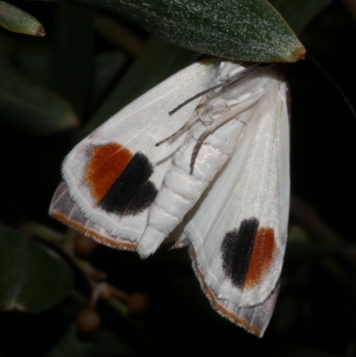 Thalaina selenaea (Orange-rimmed Satin Moth) at Freshwater Creek, VIC - 14 Apr 2023 by WendyEM