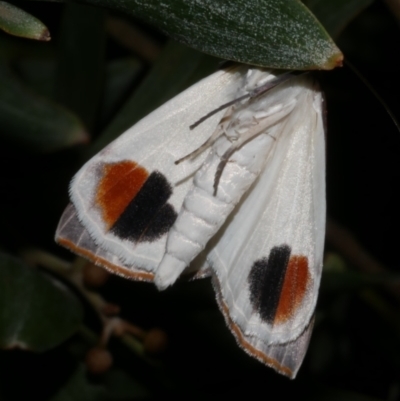 Thalaina selenaea (Orange-rimmed Satin Moth) at WendyM's farm at Freshwater Ck. - 14 Apr 2023 by WendyEM