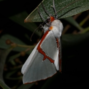 Thalaina selenaea at WendyM's farm at Freshwater Ck. - 14 Apr 2023 11:08 PM