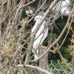 Accipiter novaehollandiae (Grey Goshawk) at WendyM's farm at Freshwater Ck. - 17 Apr 2023 by WendyEM