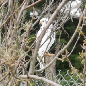 Accipiter novaehollandiae at WendyM's farm at Freshwater Ck. - 17 Apr 2023