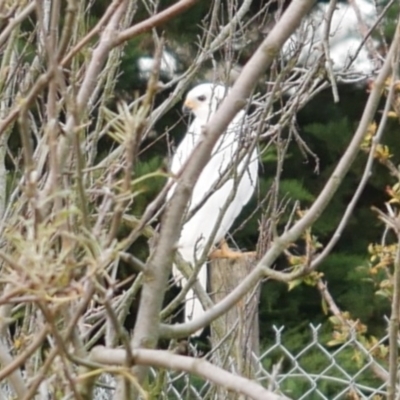 Accipiter novaehollandiae (Grey Goshawk) at Freshwater Creek, VIC - 17 Apr 2023 by WendyEM