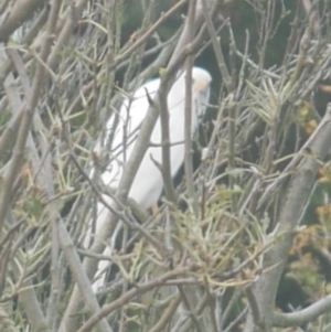 Accipiter novaehollandiae at WendyM's farm at Freshwater Ck. - 17 Apr 2023