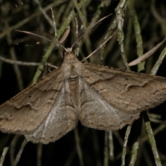 Syneora fractata (Ennominae) at Freshwater Creek, VIC - 19 Apr 2023 by WendyEM