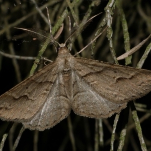 Syneora fractata at WendyM's farm at Freshwater Ck. - 19 Apr 2023