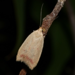 Heteroteucha occidua (A concealer moth) at WendyM's farm at Freshwater Ck. - 21 Apr 2023 by WendyEM