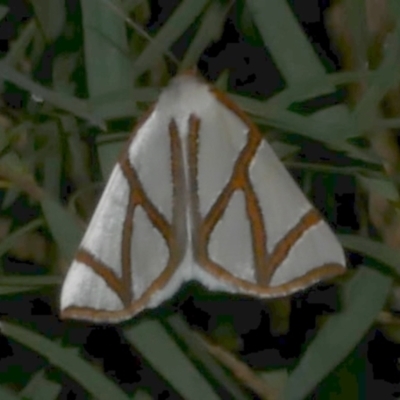 Thalaina clara (Clara's Satin Moth) at Freshwater Creek, VIC - 20 Apr 2023 by WendyEM