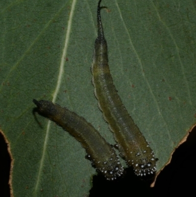 Symphyta (suborder) at Freshwater Creek, VIC - 21 Apr 2023 by WendyEM