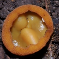 Aleurina ferruginea (Fleshy Cup Fungus) at Acton, ACT - 15 May 2024 by TimL