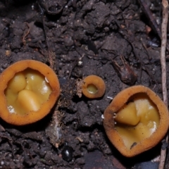 Aleurina ferruginea at ANBG - 15 May 2024