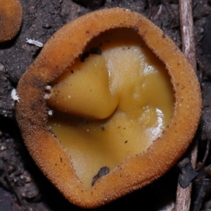 Hypogastrura sp. (genus) at ANBG - 15 May 2024