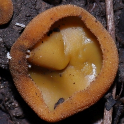 Hypogastrura sp. (genus) at Acton, ACT - 15 May 2024 by TimL