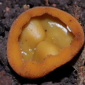 Hypogastrura sp. (genus) at ANBG - 15 May 2024