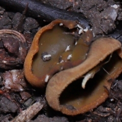 Hypogastrura sp. (genus) at ANBG - 15 May 2024