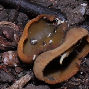 Hypogastrura sp. (genus) at ANBG - 15 May 2024