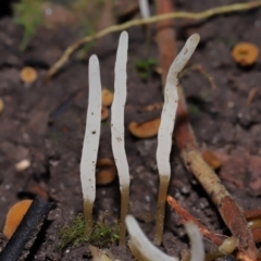 Unidentified Clubs/stalks on soil at suppressed - 15 May 2024 by TimL