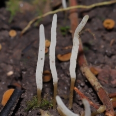 Clavaria redoleoalii at Acton, ACT - 15 May 2024 by TimL