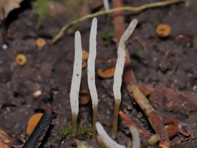 Unidentified Clubs/stalks on soil at ANBG - 15 May 2024 by TimL