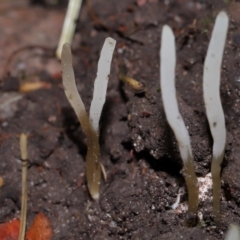 Clavaria redoleoalii at ANBG - 15 May 2024