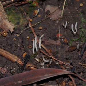 Clavaria redoleoalii at ANBG - 15 May 2024