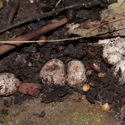 Unidentified Truffle at ANBG - 15 May 2024 by TimL