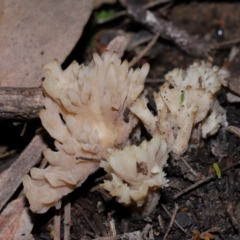 Clavulina vinaceocervina (Dark-tipped Coral) at ANBG - 15 May 2024 by TimL