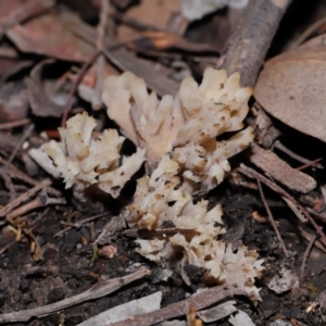 Clavulina vinaceocervina at ANBG - 15 May 2024