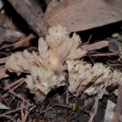 Clavulina vinaceocervina at ANBG - 15 May 2024 01:59 PM