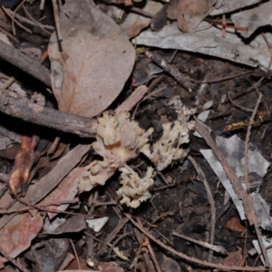 Clavulina vinaceocervina at ANBG - 15 May 2024