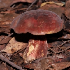 Unidentified Bolete - Fleshy texture, stem central (more-or-less) at ANBG - 15 May 2024 by TimL