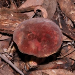 Boletus sp. at ANBG - 15 May 2024 02:01 PM