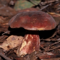 Boletus sp. at ANBG - 15 May 2024 02:01 PM