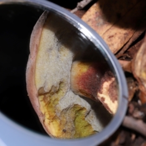 Boletus sp. at ANBG - 15 May 2024