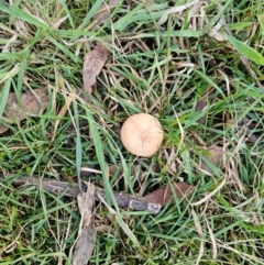 Unverified Fungus at Jacka, ACT - 15 May 2024 by Jiggy