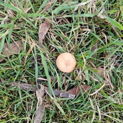 Unverified Fungus at Jacka, ACT - 15 May 2024 by Jiggy