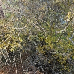 Unidentified Other Shrub at Jacka, ACT - 15 May 2024 by Jiggy