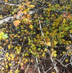 Crataegus monogyna at Jacka, ACT - 15 May 2024